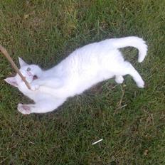 Huskat Basse