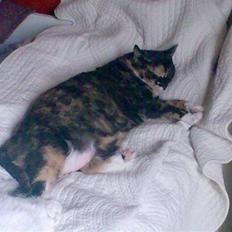 Huskat Mis-pigen *død*