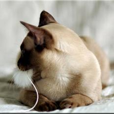 Burmeser CH Why Forget Dodi