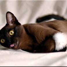 Burmeser Sweet Delight Mocca