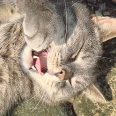 Huskat Katte-Misse (Sully)