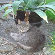 Huskat Katte-Misse (Sully)