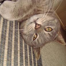 Huskat Katte-Misse (Sully)