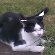 Huskat Muggi *R.I.P.*