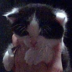 Huskat Muggi *R.I.P.*