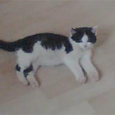 Huskat Muggi *R.I.P.*