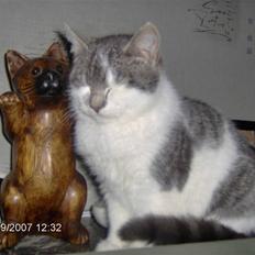 Blanding af racer Bette My Solgt :-(