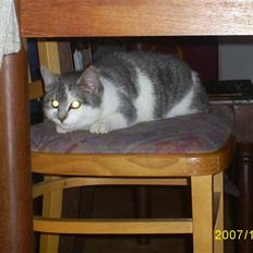 Blanding af racer Bette My Solgt :-(