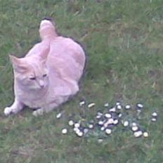 Huskat Garfield *R.I.P.*