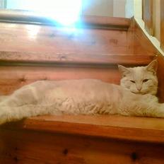 Huskat Garfield *R.I.P.*