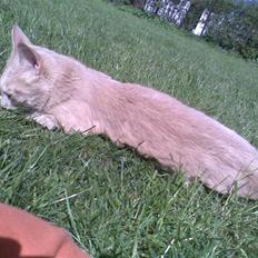 Huskat Garfield *R.I.P.*