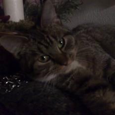 Blanding af racer MIs