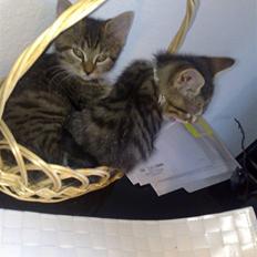 Blanding af racer MIs