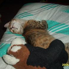 Huskat Middi ( R.I.P)