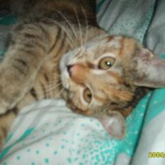 Huskat Middi ( R.I.P)