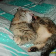 Huskat Middi ( R.I.P)