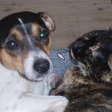 Blanding af racer Malou