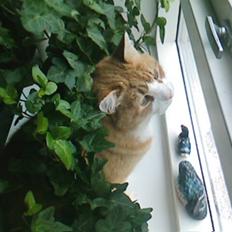 Blanding af racer Garfield