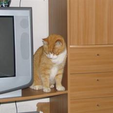 Blanding af racer Garfield