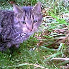 Blanding af racer Strit