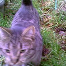 Blanding af racer Strit