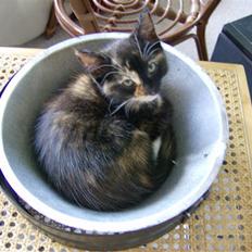 Blanding af racer Mini R.I.P :'(