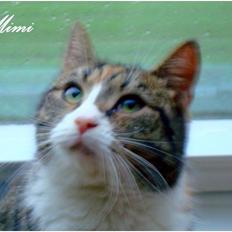 Blanding af racer Graugaards Mimi