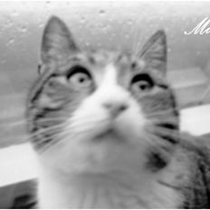 Blanding af racer Graugaards Mimi