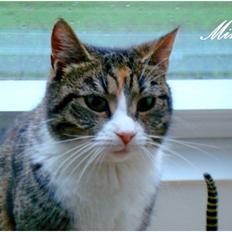 Blanding af racer Graugaards Mimi