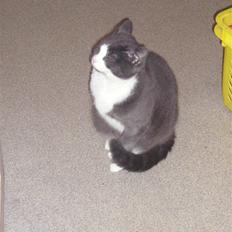 Huskat Missemanden *R.I.P*