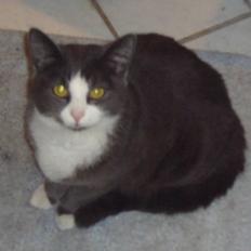 Huskat Missemanden *R.I.P*