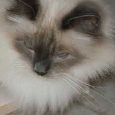 Hellig Birma mozart