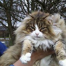 Norsk Skovkat Europas Mille Fleur