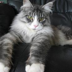 Maine Coon Anakin Skywalker