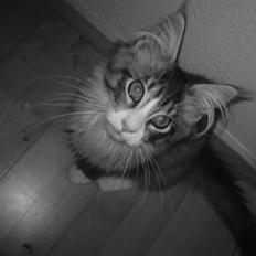 Maine Coon Anakin Skywalker