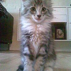 Norsk Skovkat Kastbjerg's Zaniah