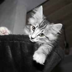 Norsk Skovkat Kastbjerg's Zaniah