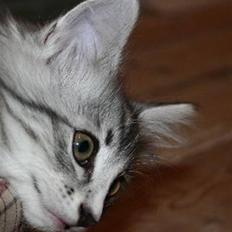 Norsk Skovkat Kastbjerg's Zaniah