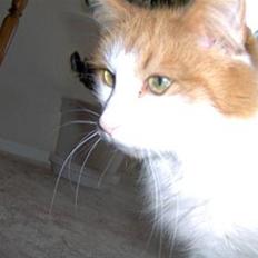 Norsk Skovkat prik (aflivet )