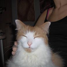 Norsk Skovkat prik (aflivet )