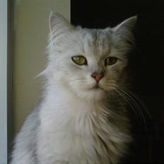 Blanding af racer Nala