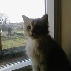 Blanding af racer Nala