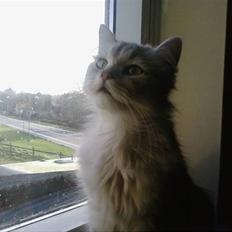 Blanding af racer Nala