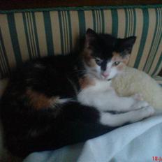 Huskat Prinsesse Blyp