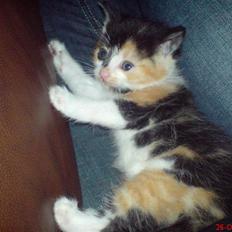 Huskat Prinsesse Blyp