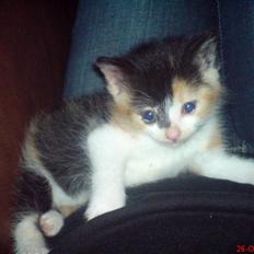 Huskat Prinsesse Blyp