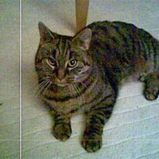 Blanding af racer Oliver