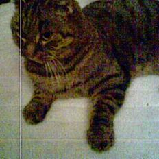 Blanding af racer Oliver