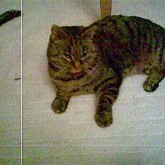 Blanding af racer Oliver