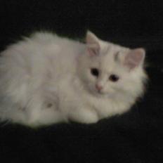 Perser Laura - 2007-2011